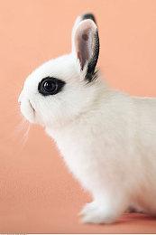 拉瑞安慷慨解囊 向图书馆捐赠《博德之门3》游戏